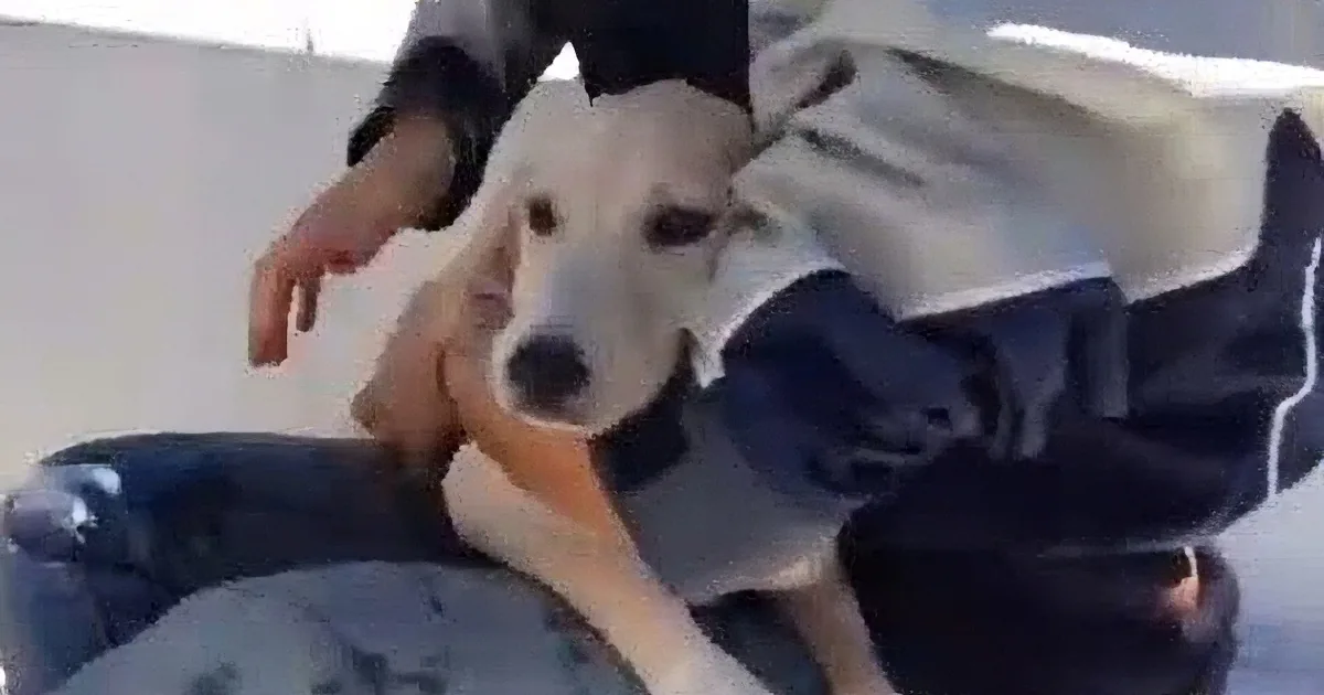 A person pets a light-colored dog with a black nose, sitting on someone's lap.