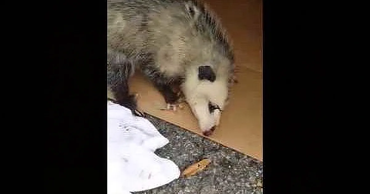 An opossum is seen on a cardboard box, appearing to eat something on the ground.