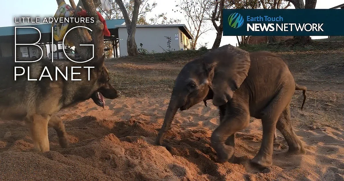 A baby elephant and a dog are playing in sand, with a building and trees in the background.