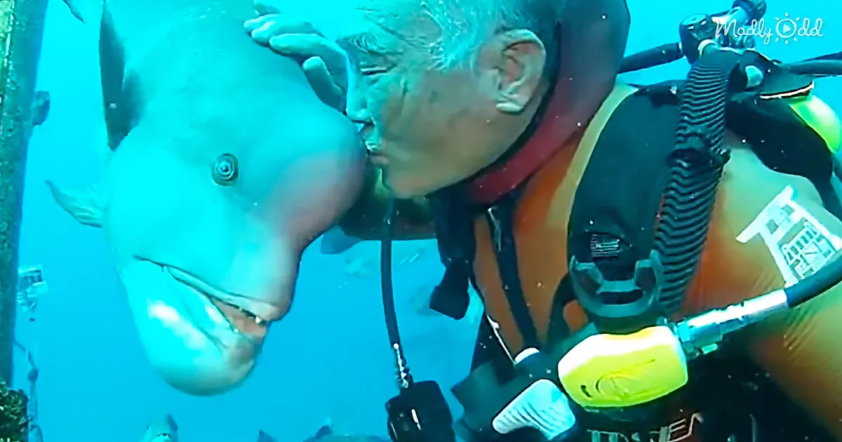 Japanese Diver Has Visited the Same Friendly Fish in Underwater Shrine for Over 25 Years