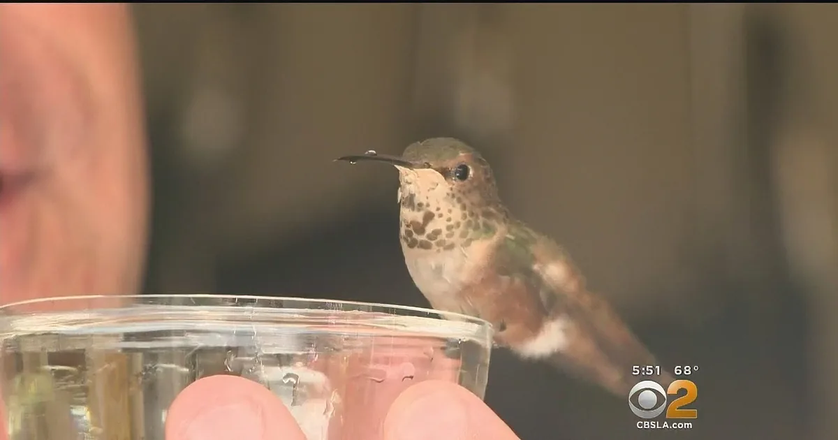 Tiny Little Hummingbird Falls Head Over Tail Feathers in Love With the Dog Who Saved Her