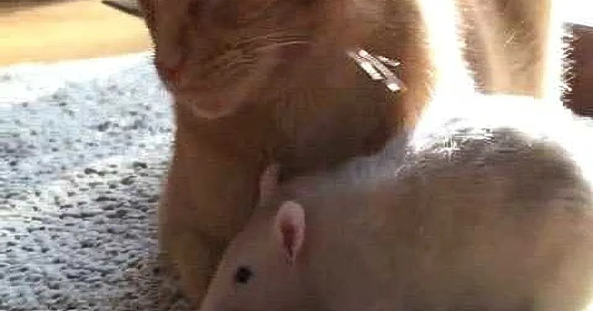 Rat Won't Let Anything Get Between Her and Her Best Cat Friend. These Two Are Amazing!