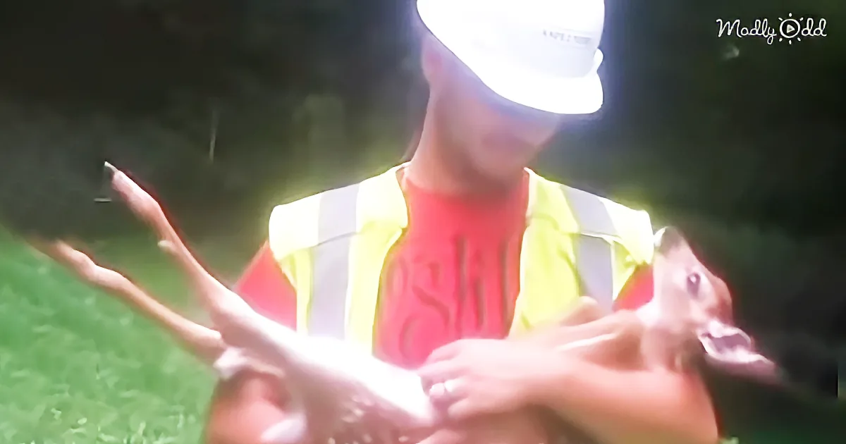 These Guys Saved a Baby Deer - and Now She Only Wants Belly Rubs