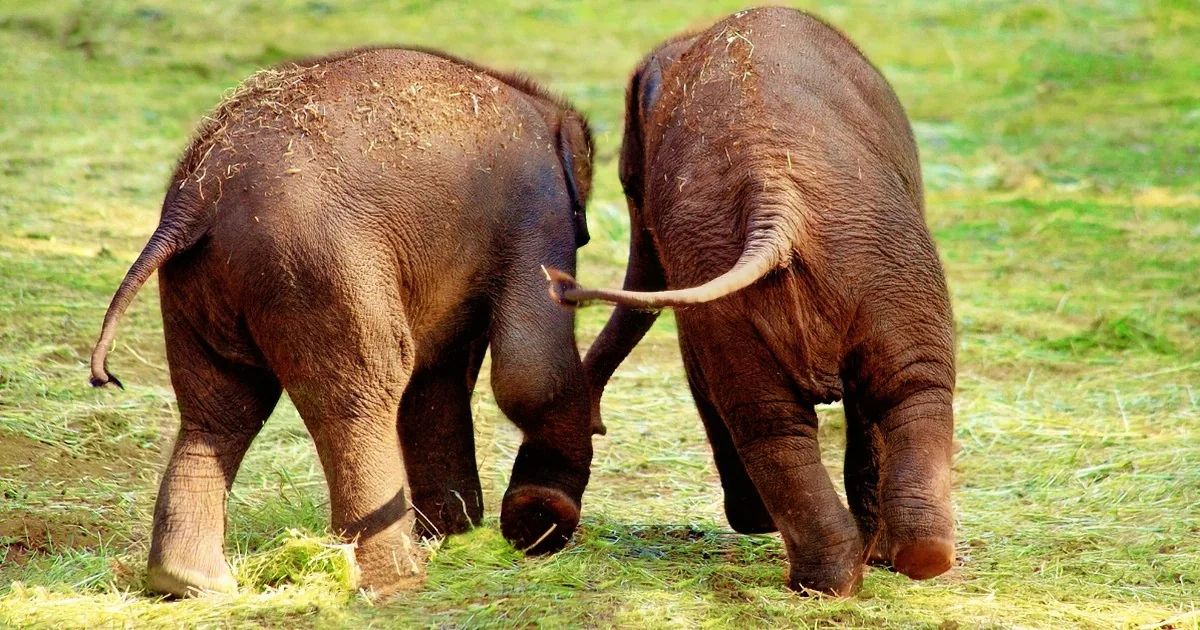 Two elephants, one with a raised trunk, stand on grass, interacting in a natural setting.