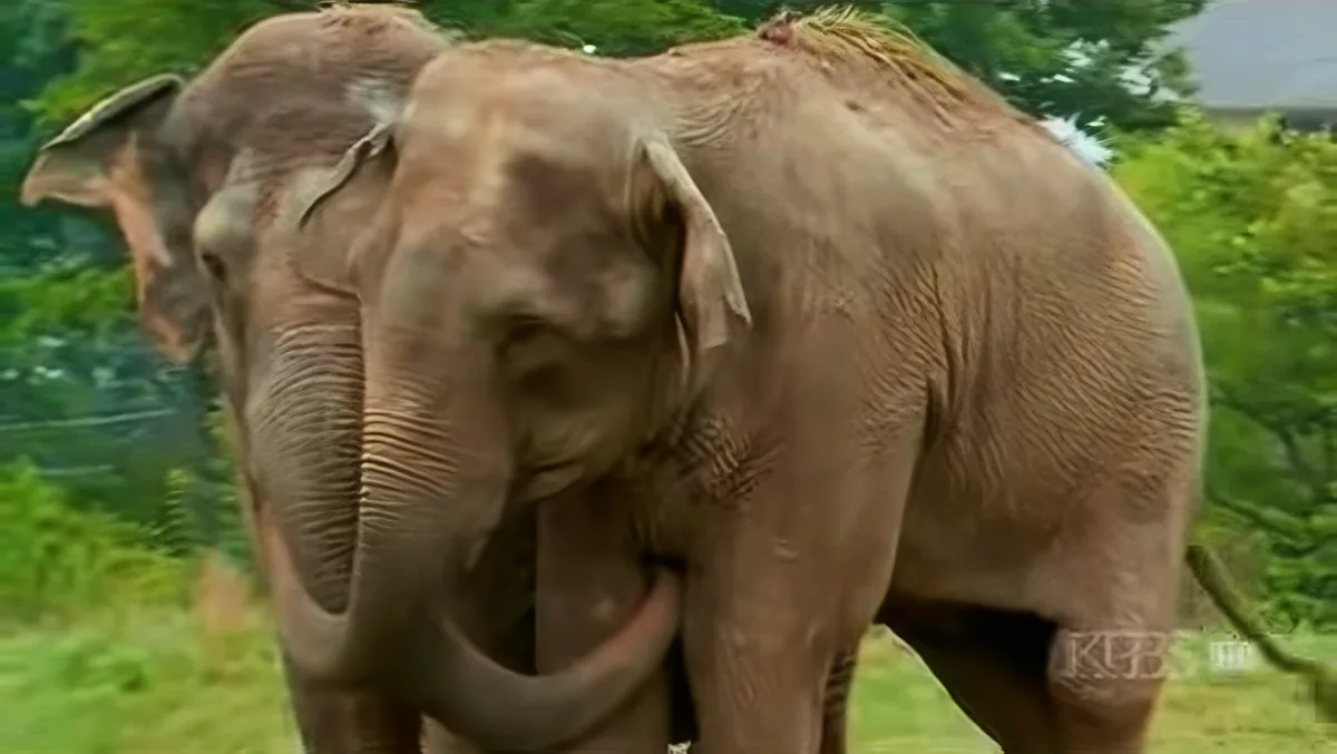 Two elephants stand close, one gently touching the other's trunk in a natural, serene setting.