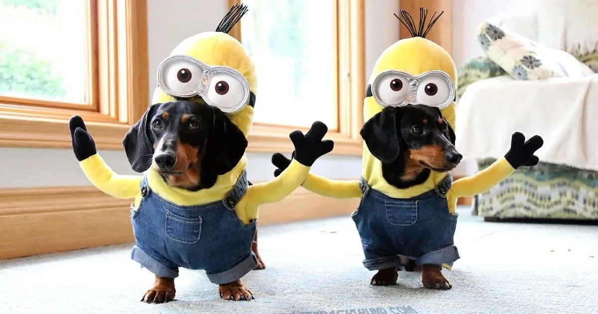 Two Dachshunds dressed as Minions with yellow costumes and goggles, standing on a carpeted floor.