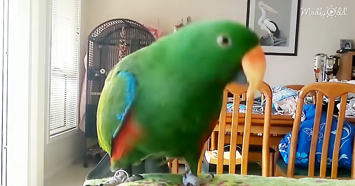 12-Year-Old Eclectus Parrot Dances to ''Sexy and I Know It'' - and He''s Really Good