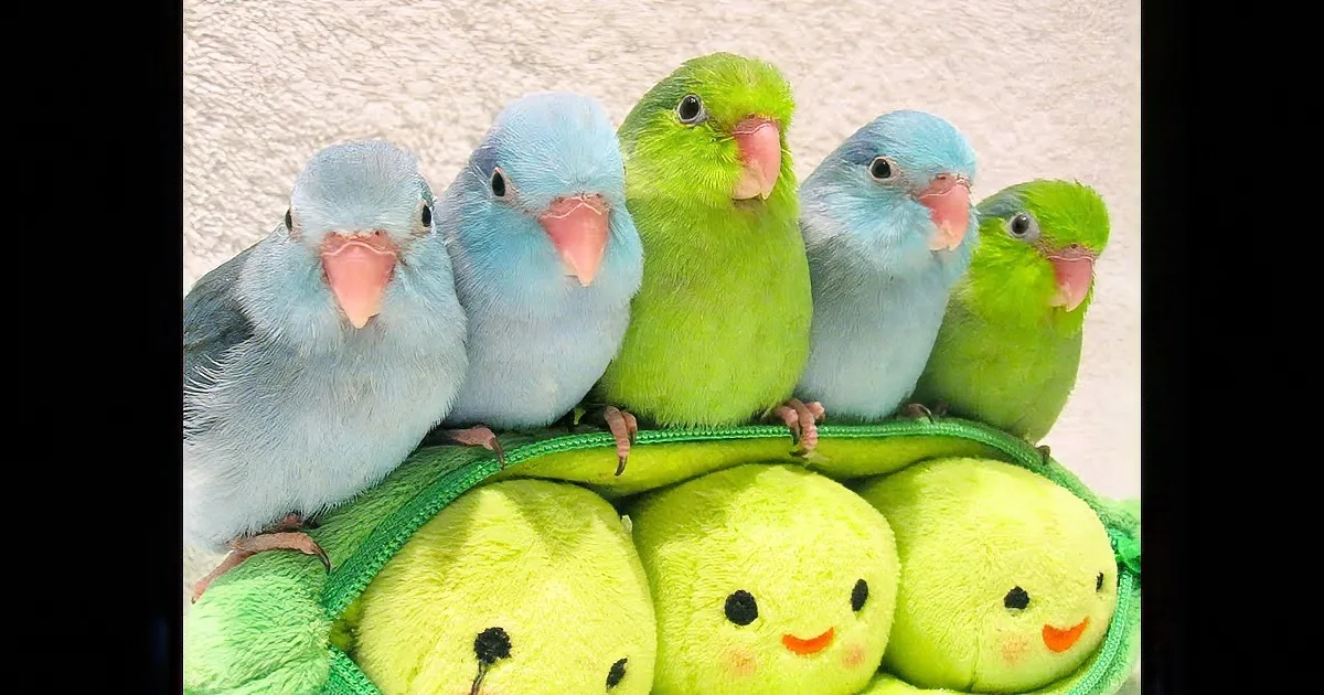 She Lines up Her Birdies and Gives Them Soft Scratches. but How This Little Blue One Reacts?