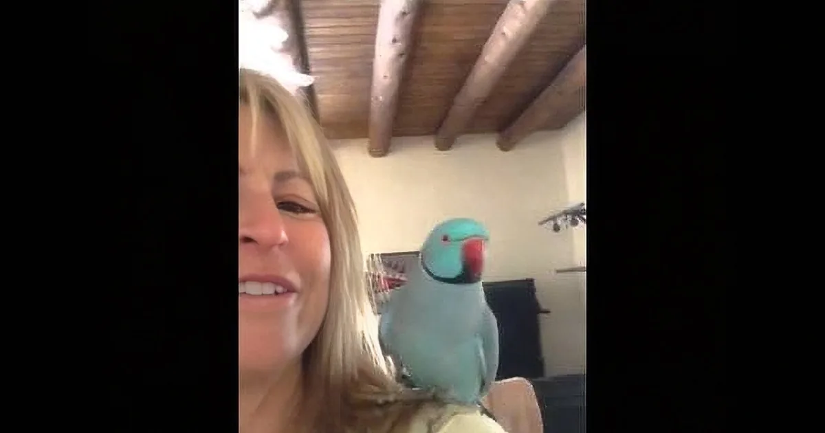 He Looked Like a Regular Parrot. but When He Did This, My Jaw Dropped to the Ground! Too Cute!