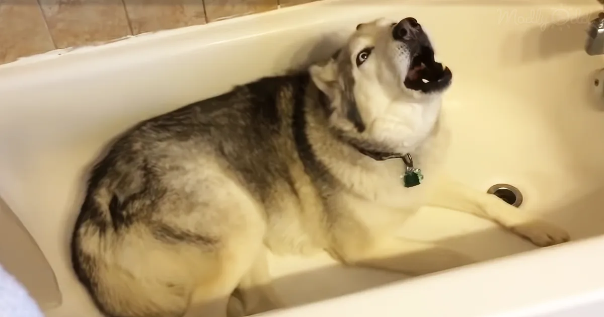 A husky dog is sitting in a bathtub, looking up with its mouth open.