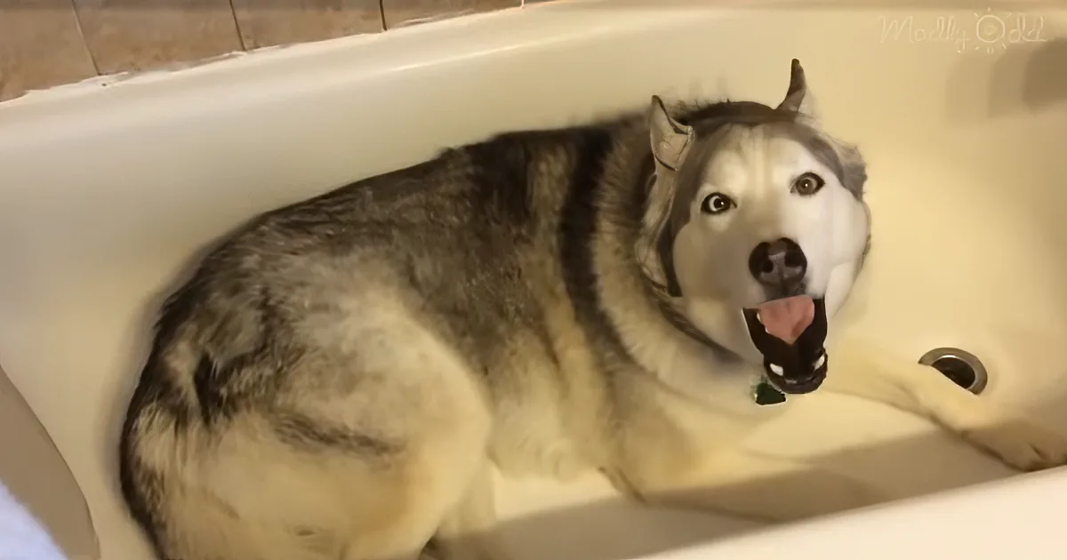 Husky Tells His Mom He Wants to Take a Bath, but When She Says ''No'' He Begins His Hysterical Tantrum