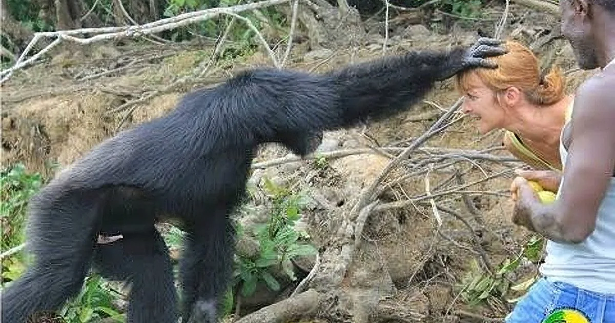 A person is interacting with a large black monkey, which is reaching out towards them.