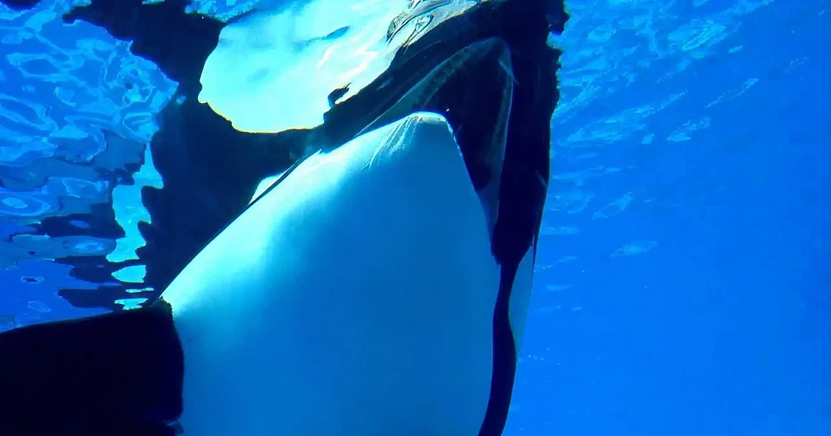 Seaworld''s Most Famous Whale Is Dying of a Bacterial Lung Infection, Reports Say