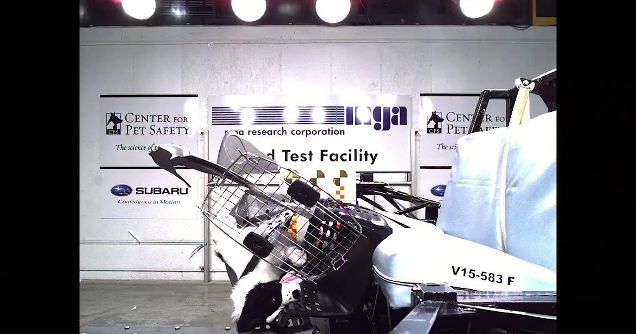 A cat is being tested in a crash test setup at the Center for Pet Safety.
