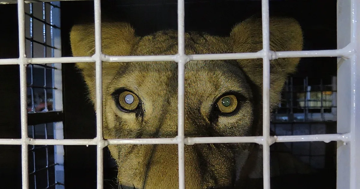 33 Lions Who Were Kept Captive in South American Circuses Just Went Home to South Africa