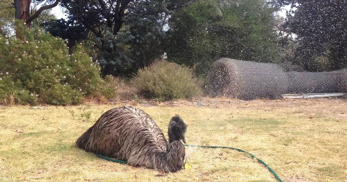 Adorable Emu Discovers a Sprinkler and Completely Goes Wild With Excitement. so Cute!