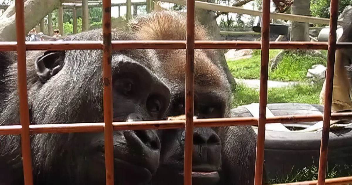 This Charming Gorilla Is Captivated by the Tiny Visitor Who Drops by His Enclosure