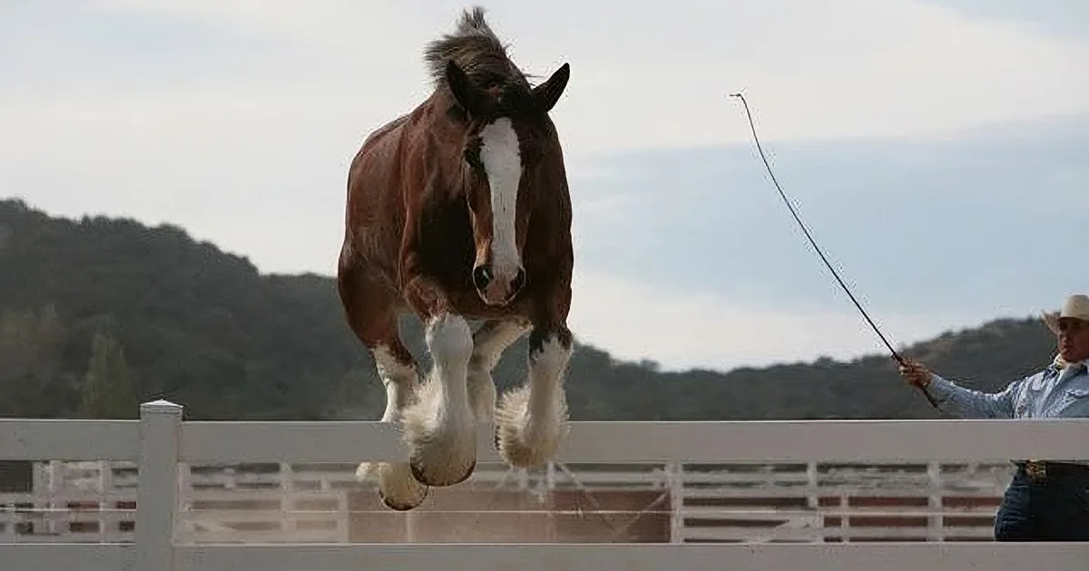 A brown horse with white markings leaps over a fence, with a person holding a stick in the background.