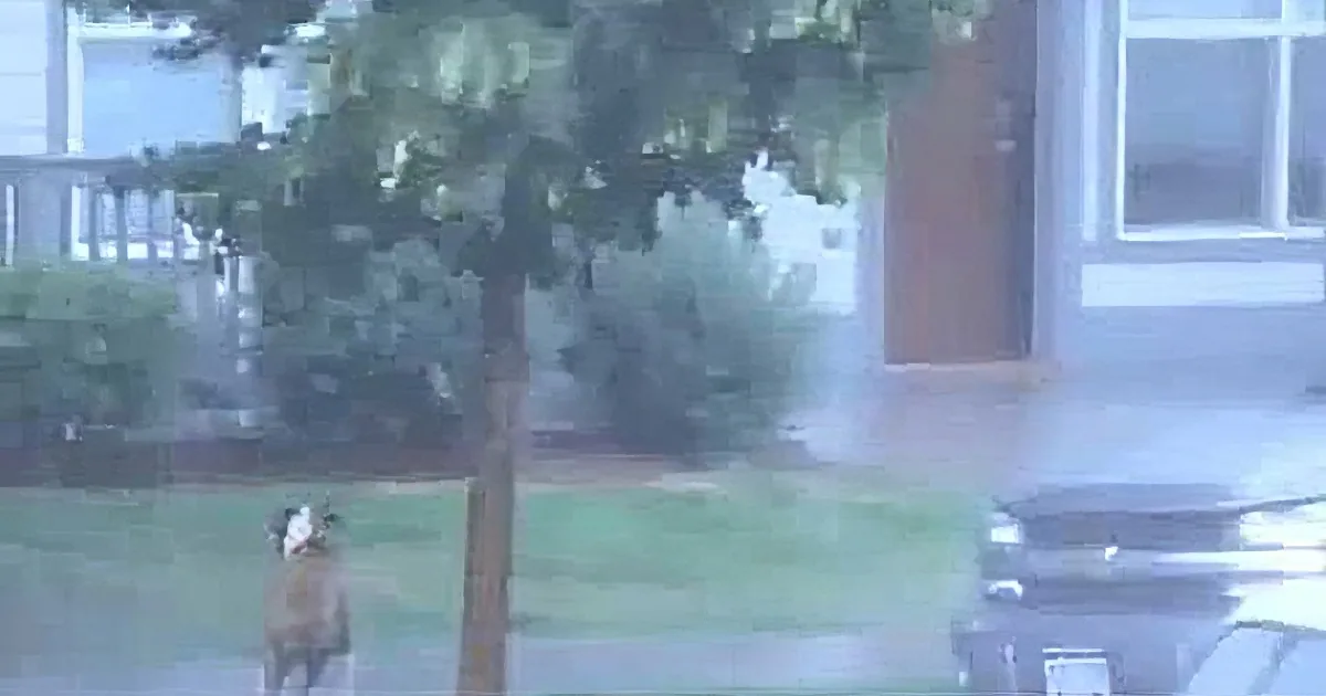This Poor Dog Was Left out in a Horrible Storm by Her Owner...Wait Till You See Who Rescues Her!