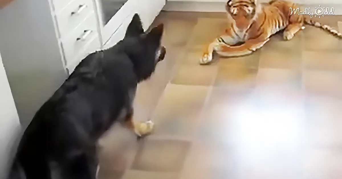 Who''s Afraid of the Big Bad, Um, Stuffed Toy?