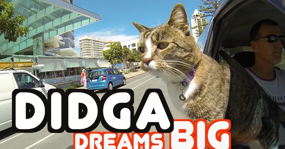 A cat sits on a man's lap in a car, with "DJJA DREAMS BIG" text overlay, and a cityscape in the background.