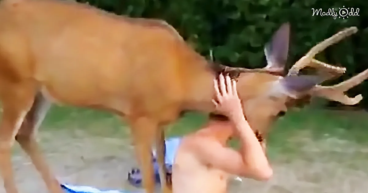 Deer Walks up to Couple in a Field and Really Wants to Be Friends