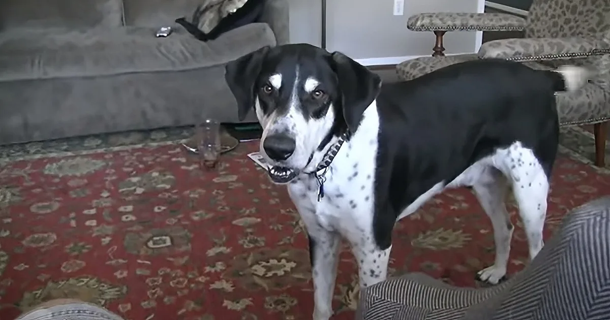This Conversation Between Dog and Dad Will Have You Rolling With Laughter