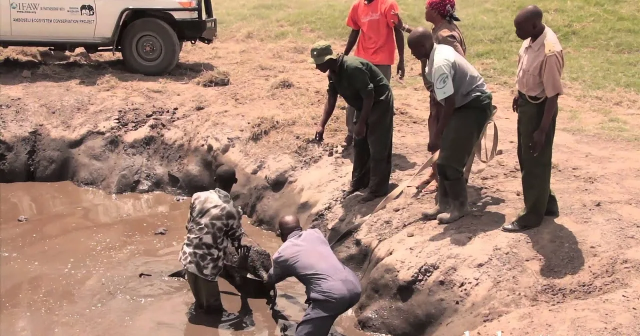 Rescuers work to free elephants from a mud pit in a wildlife conservation effort.