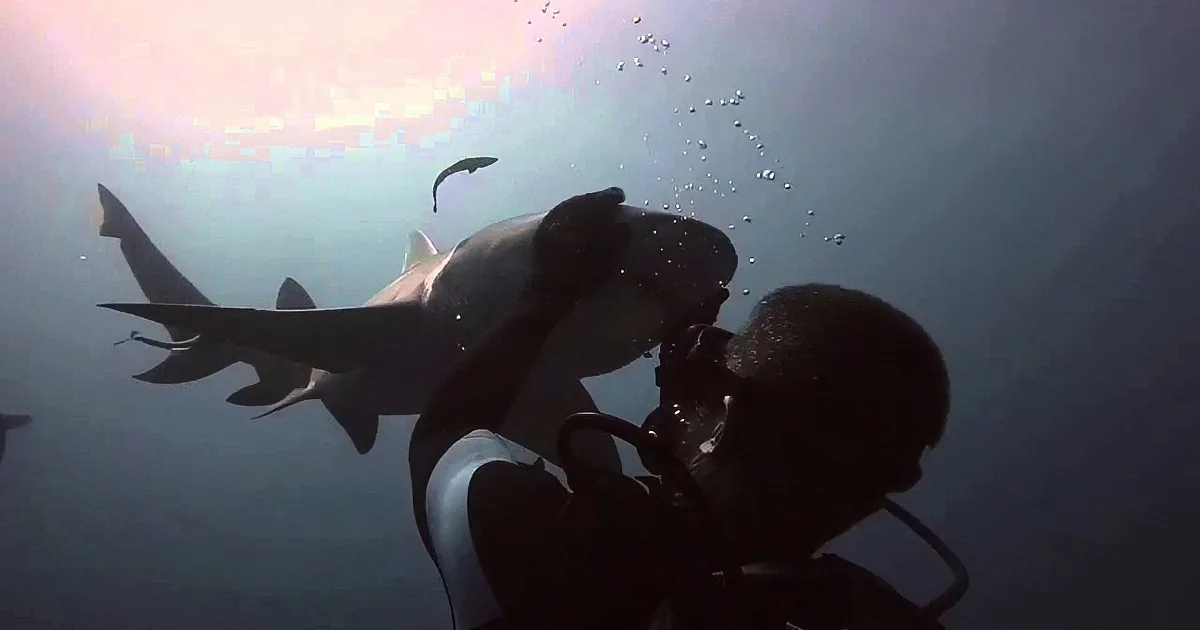 Friendly Shark Swims up to Divers Every Day Demanding a Good Pet. I Can''t Believe It!