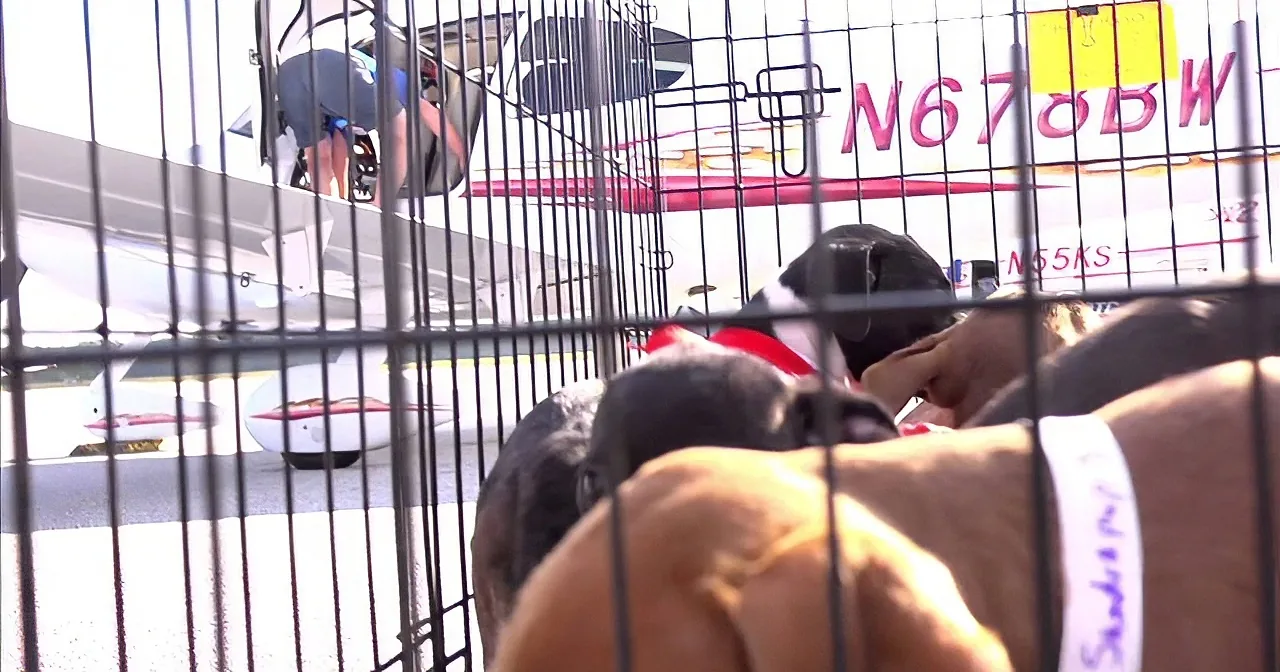 Man Has Flown More Than 5,000 Homeless Animals to Forever Homes With People Who Love Them