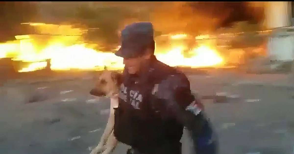 School Catches Fire and Quickly Turns Into Hellish Inferno. but the Dogs Inside? Oh No!
