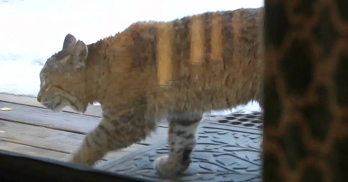 Calm and Curious Bobcat Just Doesn''t Understand Why This House Cat Got so Upset!