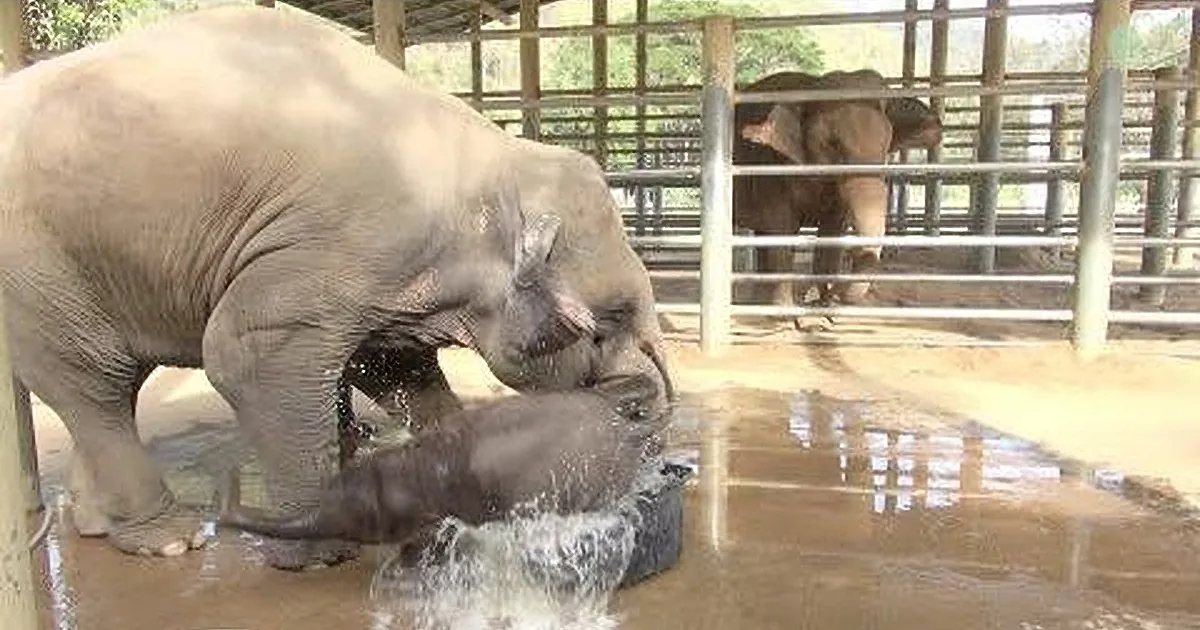 A mother elephant is bathing her baby elephant in a water enclosure.