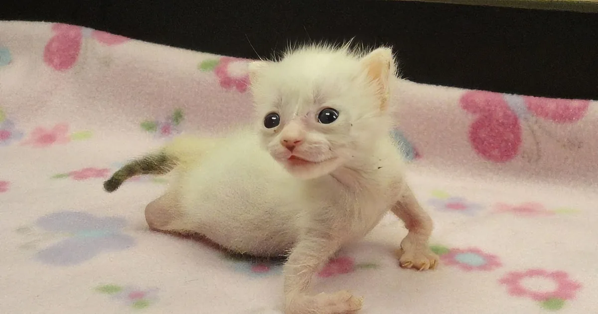 A small white kitten with dark eyes lies on a pink floral blanket, looking slightly to the side.
