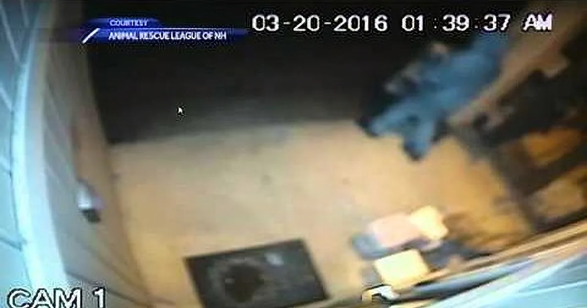 Heartless Thieves Steal All the Food From Animal Shelter. How the Community Responds? Whoa!