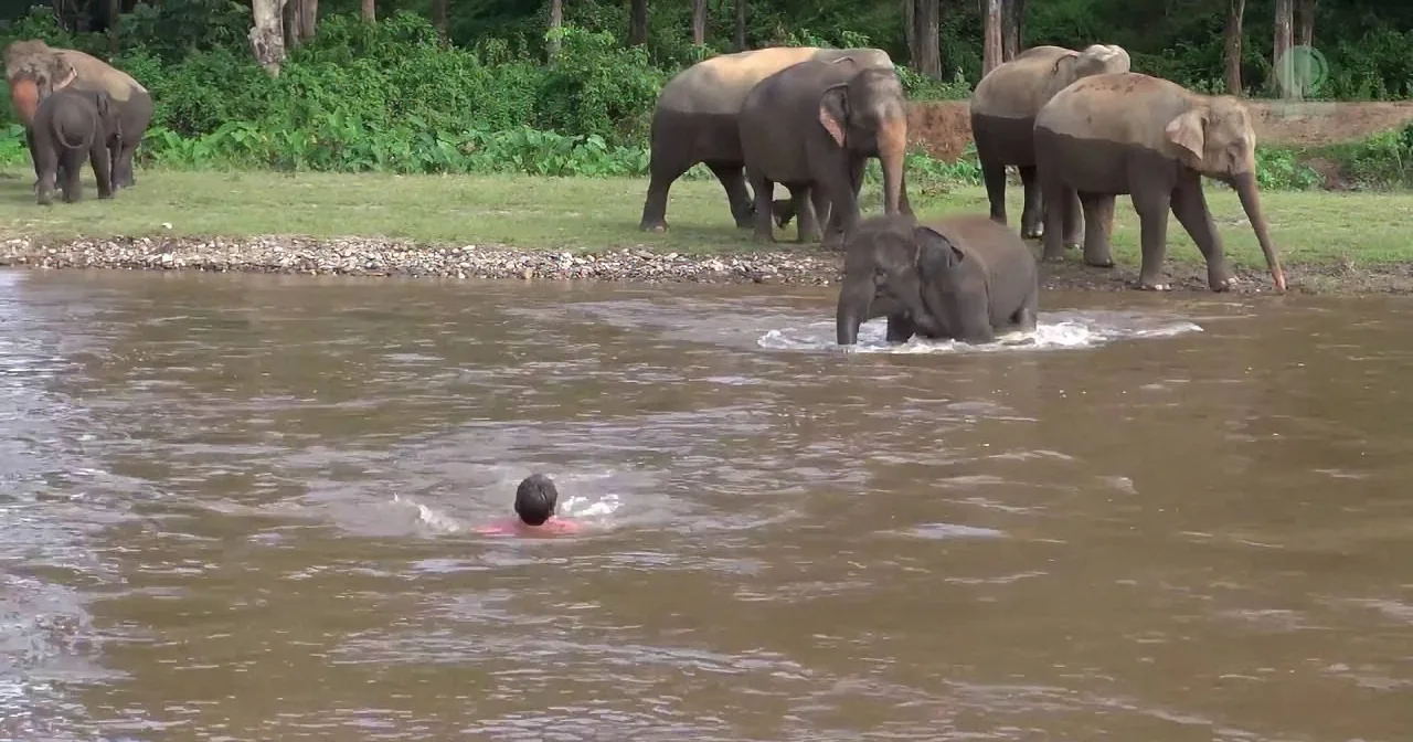 Brave Little Elephant Runs Into River to Rescue Her Favorite Person From ''Drowning''