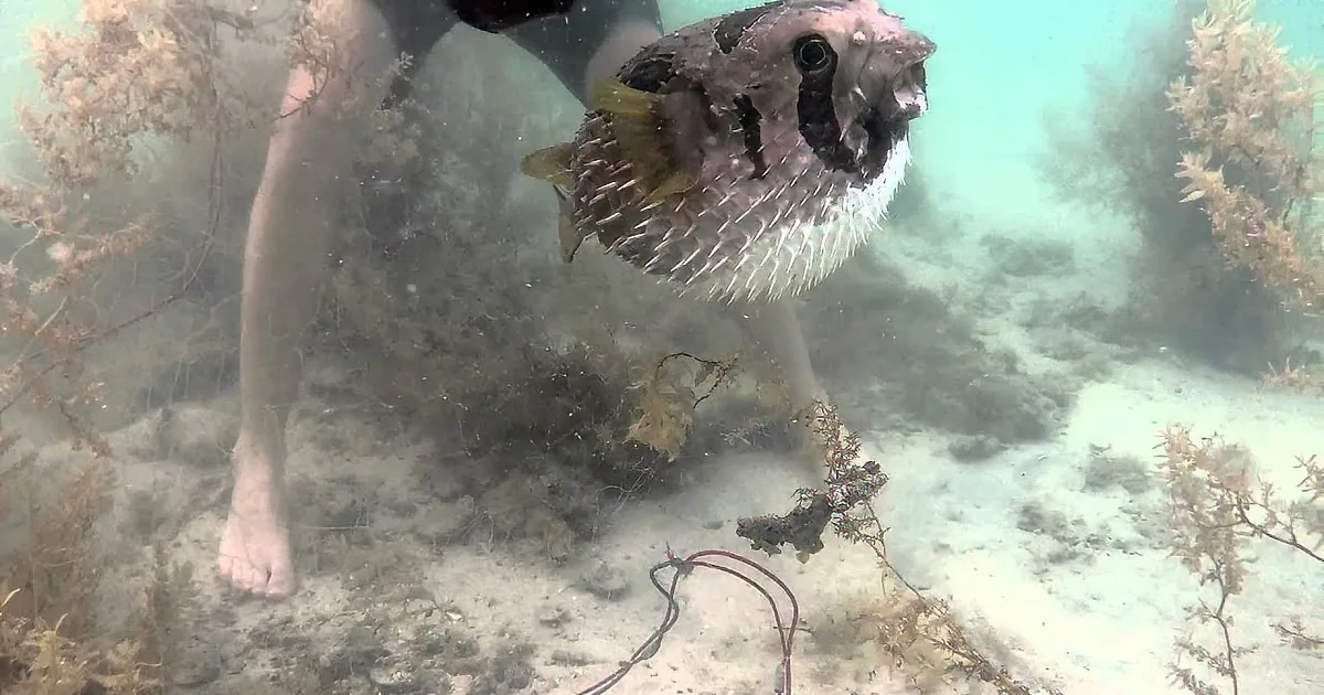 Faithful Little Fish Won''t Leave His Trapped Friend''s Side Until He Gets Rescued