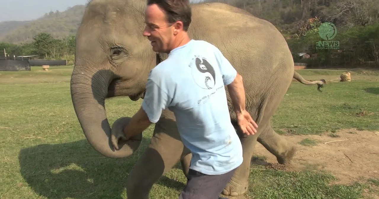 A man in a light blue shirt interacts closely with an elephant in a grassy field.
