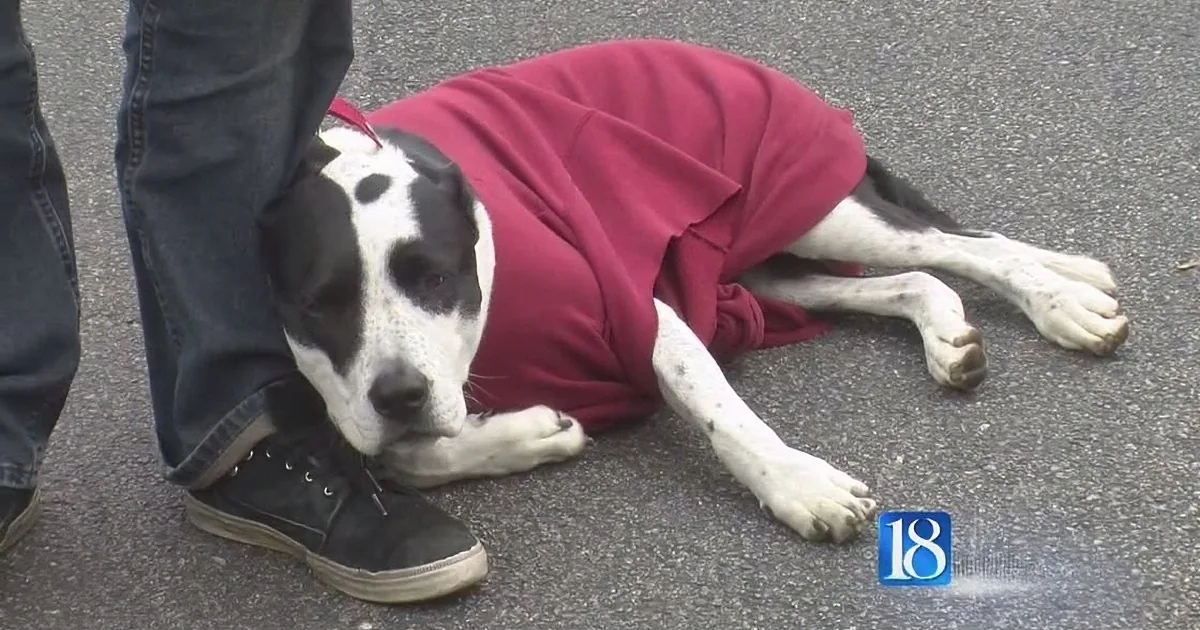 Homeless Man''s Asks Community for Help for His Dog and the Response Was Incredible!