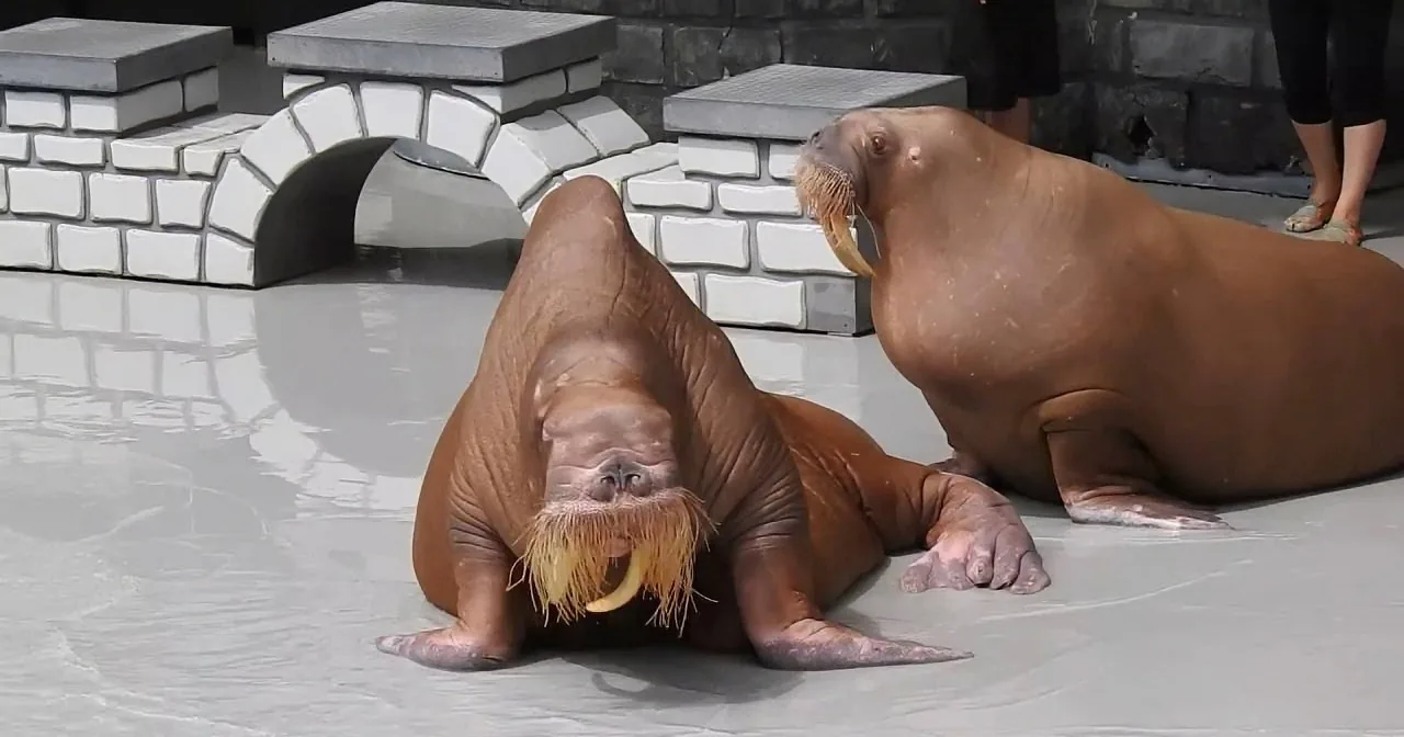 Two walruses with long tusks are lying on a concrete surface, appearing relaxed.