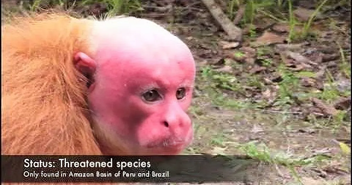 A pink-faced monkey with orange fur and a threatened species status is shown in its natural habitat.