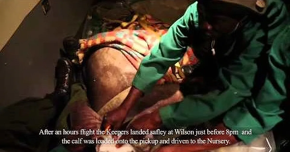 A person in green is handling a calf, with text about a flight and delivery to a nursery.