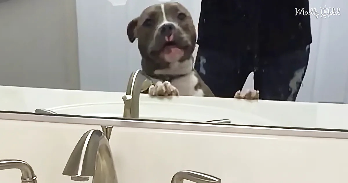 A pit bull dog stands on a bathroom counter, looking up with its tongue out.