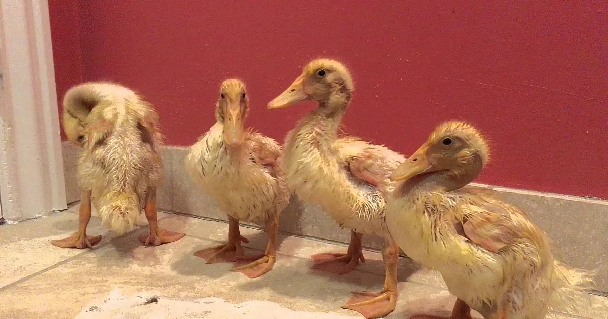 13-Year-Old Rescues Abandoned Ducklings and Lets Them Play Around in Her Bathtub