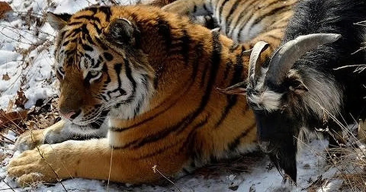 A tiger rests on snow-covered ground, surrounded by autumn leaves and a partially visible animal in the background.