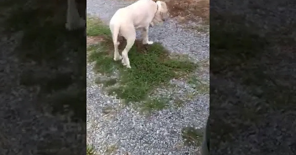 Poor Dog Who Was Locked up in Barn Gets Rescued and Groomers Cut off 35 Pounds of Fur