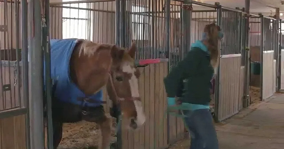 A person in a green jacket and blue jeans is leading a horse with a blue blanket in a stable.