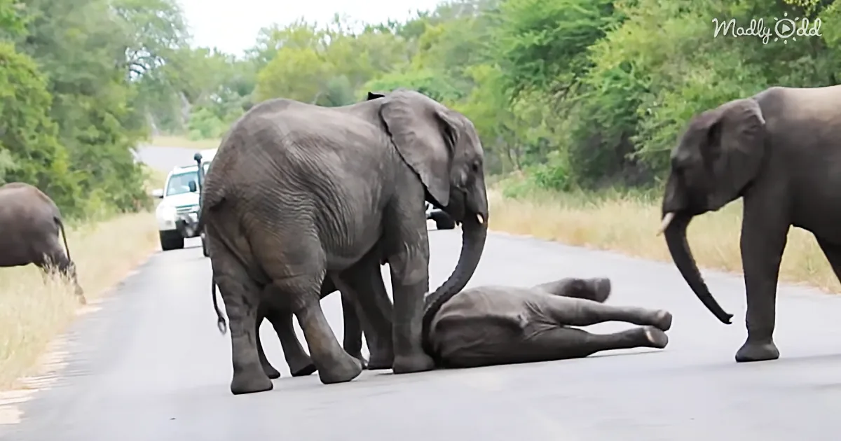 Elephant Calf Collapsed in the Middle of the Road, but His Herd Was There to Help