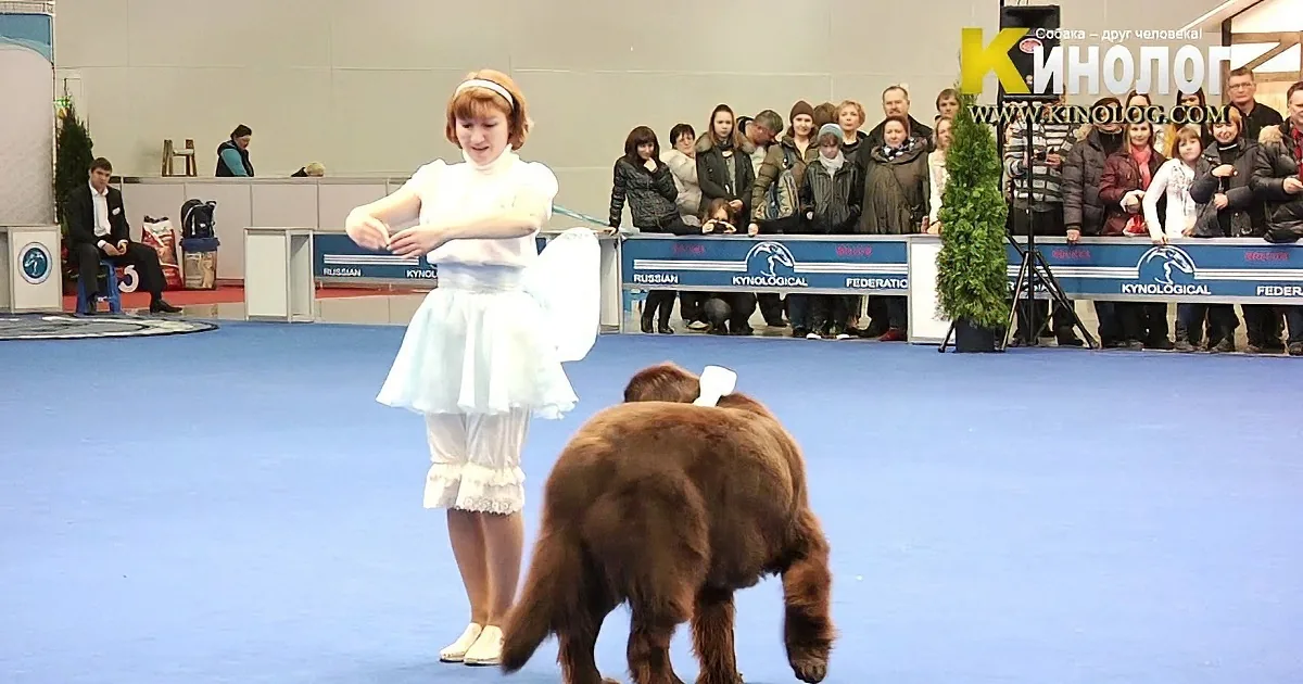 A woman in a white dress stands on a blue carpet with a dog wearing a white outfit, surrounded by spectators at a dog show.