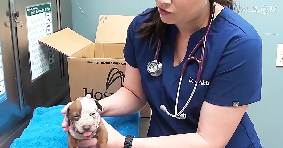 Clever Vet Saves Tiny Pup With Horrible Jaw Injury
